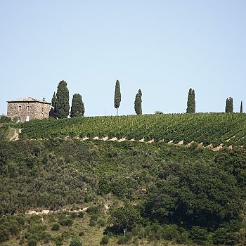 /images/3/2/32-foto-vigneto-montalcino.jpg