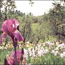 /images/3/5/35giardino-iris.jpg