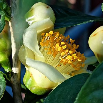 /images/7/3/73-camellia-nitidissima.jpg